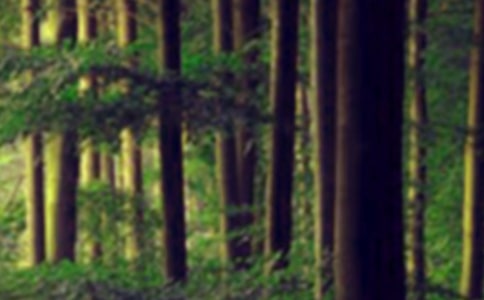 有关于森林防火标语大全