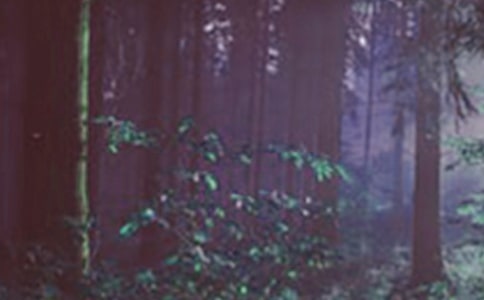 ɭ�ַ������