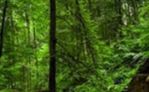 ľż��ɭ�ֵ�ͯ�����£�ͨ��11��