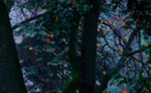 ����ɭ����ͯ���������Ļ���9ƪ