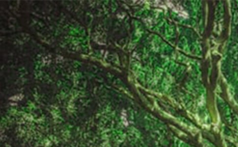 ����ɭ�ֳ�����������:����