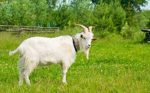 牧人与山羊读后感