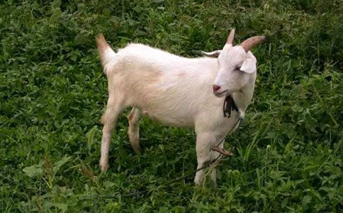 ɽ�򲻳����ò����ģ�ͨ��30ƪ��