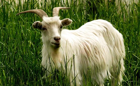 дɽ���Сѧ���ܼ���ƪ