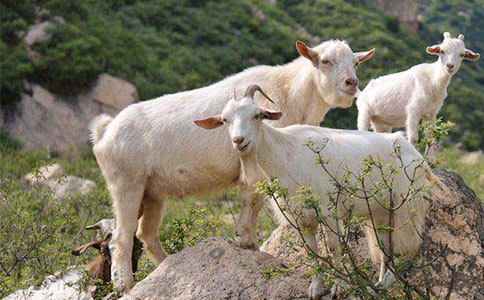 ɽ�򲻳����òݶ���У�ͨ��14ƪ��