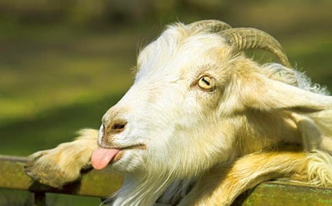 ��ɽ�򲻳����òݡ������