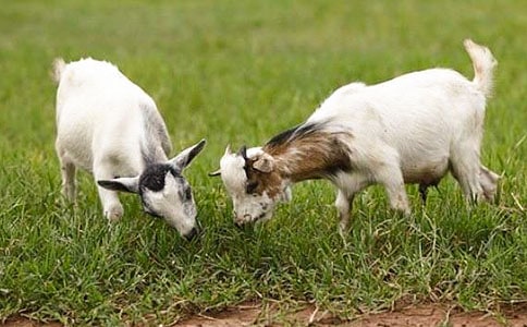 ˮţ��ɽ���Ԣ�Թ��£�ͨ��6ƪ��