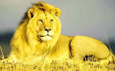 人中狮子成语解释