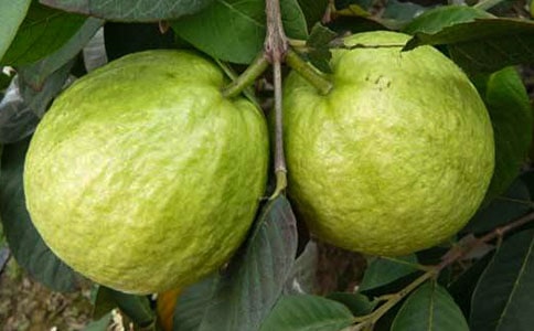 石榴熟了六年级作文