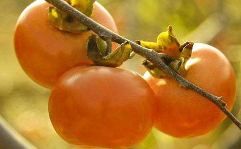 ��ѩ���ӡ�Сѧ���꼶�����