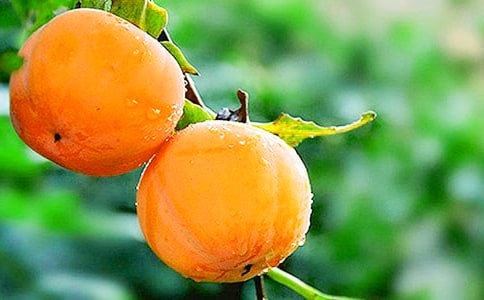 描写柿子的比喻句