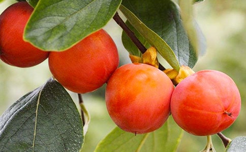 家乡的柿子作文500字