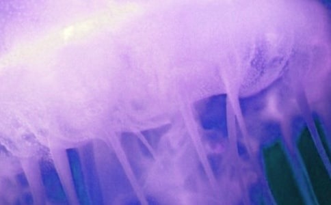 �ɰ���ˮĸ����250��