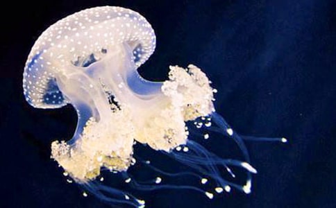 ˮĸ¼ò±Ê»²½Öèͼ