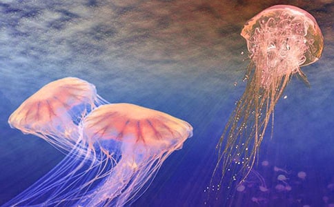 ˮĸ������