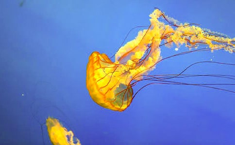 ������ˮĸɢ��