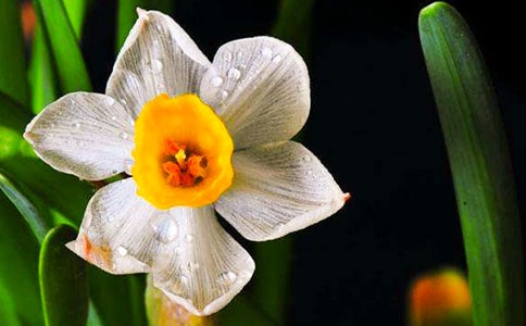 《水仙子·怀古》原文赏析