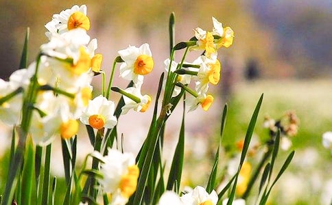 �����š�ˮ�ɻ����꼶����7ƪ