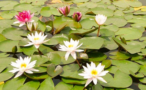 描写睡莲的作文