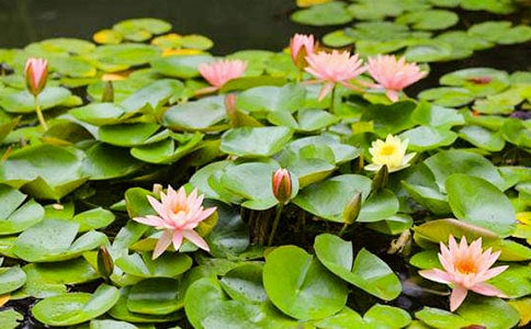 睡莲的秘密作文