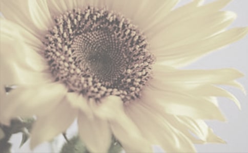 小学三年级作文:太阳花