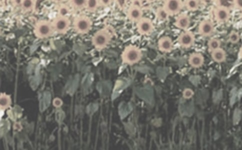 ��ѡ̫�������꼶���Ľ���6ƪ