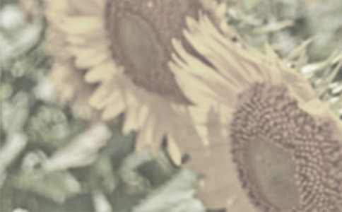 ������־����̫����