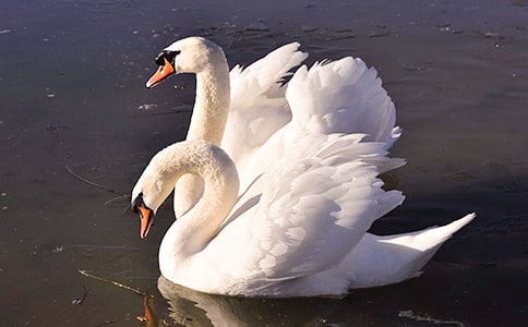 ������ɺ���Ķ���з���