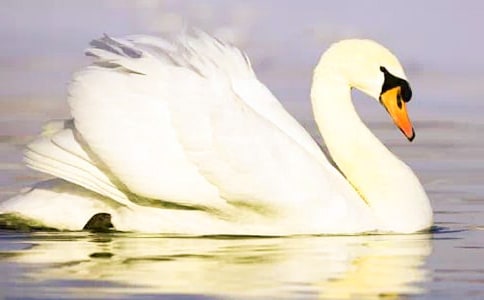 ��ͽ��Ұ���Сѧ����з���