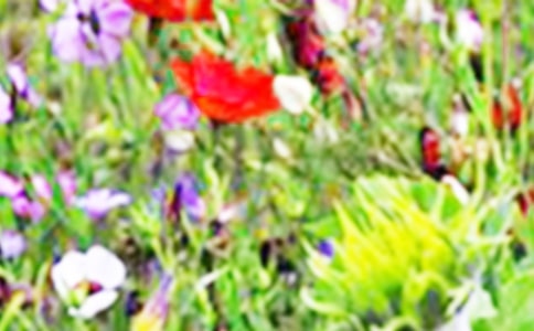 田野的味道散文随笔