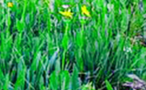 ����ѡ�����꼶��Ұ����300��43ƪ