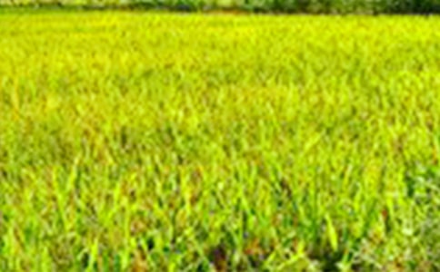 ��ѡ���꼶��Ұ���Ļ��9ƪ