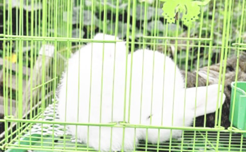 ����ѡ��С���ӵ����꼶���ĺϼ�ʮƪ