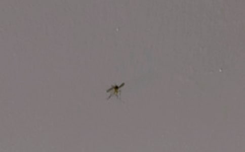 毒蚊子三年级日记