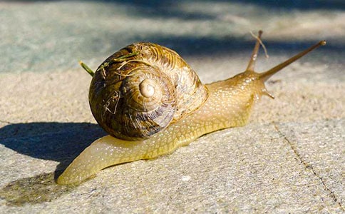 ������ţ���꼶����300�ֻ���5ƪ