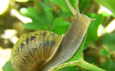 ���Ƽ������꼶��ţ������9ƪ