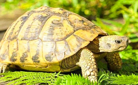 乌龟与蜥蜴的童话故事