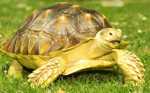 ʵ�õ�С�ڹ���꼶����300�ּ���6ƪ