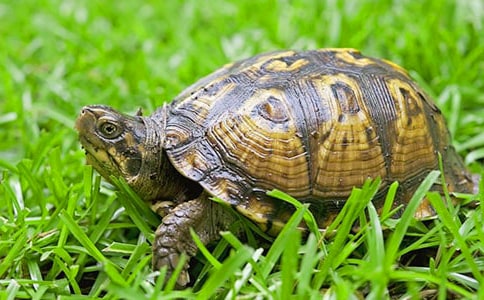 实用的可爱的乌龟三年级作文汇总8篇