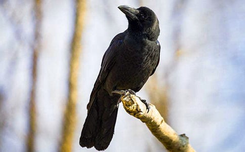 ��С��ѻ�����衷����˵�θ�