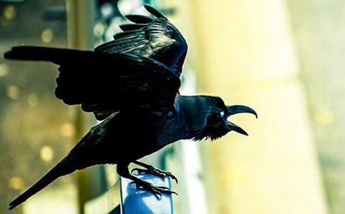 ������һֻ��ѻ�ı���������иУ��ı��Լ���Ӯ������