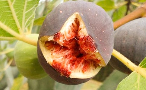 (热门)无花果作文