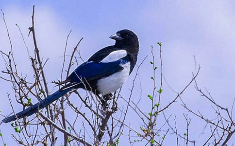 ��дϲȵ���ִ�ʫ