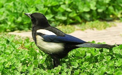 ��ϲȵѧ����ͯ������