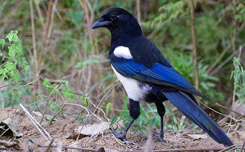 һ�꼶����ϲȵ˵�θ壨��ѡ5ƪ��