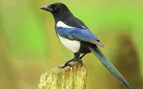 �ƻ���ϲȵ����