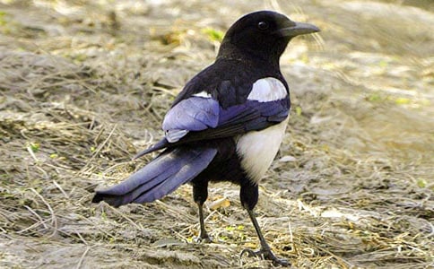 ����ϲȵ�����ѧ��ƣ���ѡ��