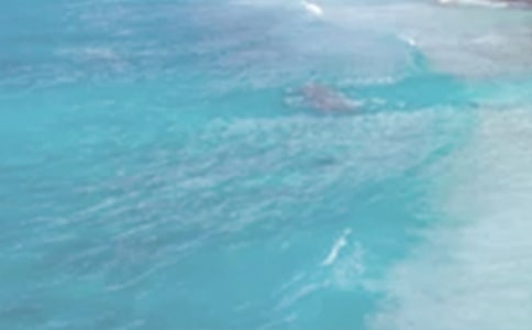 ���ĵ���������