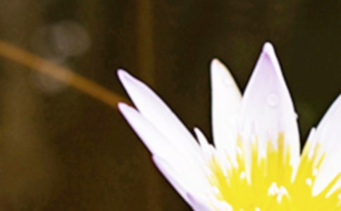 关于夏至的诗词