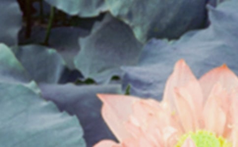 �����š���������ʫ��15ƪ